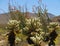 Iconic California desert landscape in super bloom