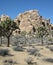 Iconic desert landscape with ancient granite rock formation, joshua trees and varied native plants and shrubs
