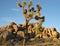 Iconic desert landscape featuring large, tall joshua tree against blue sky and ancient granite boulders