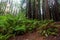 The iconic ferns and tall californian redwood trees in Beechforest Victoria Australia on 23rd June 2018