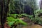 The iconic ferns and tall californian redwood trees in Beechforest Victoria Australia on 23rd June 2018