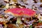 The Iconic Fly Agaric Toadstool in Deciduous Woodland - Amanita Muscaria