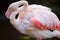 The iconic Greater pink flamingo at Adelaide Zoo on 9th August 2