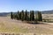 Iconic group of cypress trees in a field, near San Quirico,