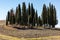 Iconic group of cypress trees in a field, near San Quirico,  Tuscany,