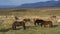 The iconic Icelandic horses grazing on the grass meadows near Hofn, East Iceland