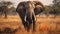Iconic Imagery Majestic Elephant Roaming Through Dry Grass