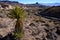 Iconic images of the famous and historical Route 66, Oatman Road