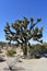 Iconic Joshua Tree in the Mojave Desert in California