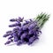 Iconic Lavenders In Bloom: Aminollah Rezaei\\\'s Youthful Energy On A White Background