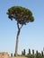 The iconic Pine tree Rome Italy on Palantine Hill with bright blue cloudless sky 