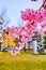 Iconic pink sakura flowers during spring blossom, Lugano, Switzerland