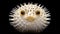 Iconic Pop Culture Caricature: White Pufferfish On Black Background