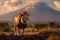 Iconic savanna scene, lion\\\'s portrait with Mount Kilimanjaro at sunset