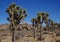 Iconic scene from Joshua Tree National Park, CA.