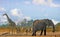 Iconic scenic view of an african waterhole with Elephant, Giraffe and Zebras, with a pale blue bright sky