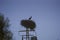 Iconic Sight: Stork Standing Tall, Guarding its Nest atop an Electricity Tower - A Distinctive Spanish Symbol