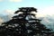 The iconic silhouette of a cedar of Lebanon - with a view towards Tannourine