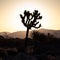 An iconic silhouette of a Joshua Tree in the desert with the sunrise behind it along with mountains and various desert flora in