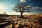 Iconic tree on cracked soil embodies climate crisis, global warming induced water scarcity