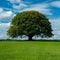 Iconic tree creates a focal point in a vibrant green panorama