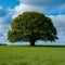 Iconic tree creates a focal point in a vibrant green panorama