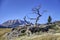 The iconic tree on Crowsnest Pass in Alberta Canada