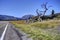 The iconic tree on Crowsnest Pass in Alberta Canada