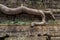 Iconic tree root at Ta Prohm temple, Siam Reap Cambodia