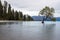 Iconic tree in Wanaka, New Zealand