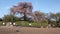 The iconic weeping cherry tree, Shidarezakura, at Maruyama Park in Kyoto