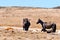 Iconic wild horses in Kosciuszko National Park, NSW, Australia