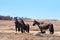 Iconic wild horses in Kosciuszko National Park, NSW, Australia