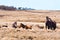 Iconic wild horses in Kosciuszko National Park, NSW, Australia