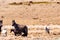 Iconic wild horses in Kosciuszko National Park, NSW, Australia