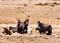 Iconic wild horses in Kosciuszko National Park, NSW, Australia