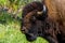 An Iconic Wild Western Symbol - the American Bison, or Buffalo.