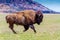 An Iconic Wild Western Symbol - the American Bison, Roaming the Range in Oklahoma