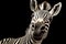 Iconic Zebra Close-Up Portrait of a Smiling Striped Mammal