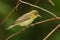 Icterine Warbler, Hippolais icterina