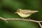 Icterine Warbler, Hippolais icterina