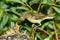 Icterine Warbler, Hippolais icterina by the Nest