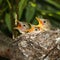 Icterine Warbler, Hippolais icterina. Nest