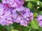 Ictinogomphus pertinax clubtail dragonfly on hydrangea flowers 4