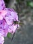 Ictinogomphus pertinax clubtail dragonfly on hydrangea flowers close-up 1