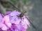 Ictinogomphus pertinax clubtail dragonfly on hydrangea flowers close-up 2