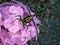 Ictinogomphus pertinax clubtail dragonfly on hydrangea flowers close-up 3