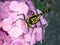 Ictinogomphus pertinax clubtail dragonfly on hydrangea flowers close-up 4
