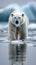 Icy encounter Majestic polar bear roams the frozen expanses of Svalbard