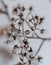 Icy hoar frost on the withered flowers of a spirea bush